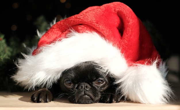 Photo chien chiot carlin noir en bonnet rouge avec grimace se trouvait à l'arrière-plan flou de noël