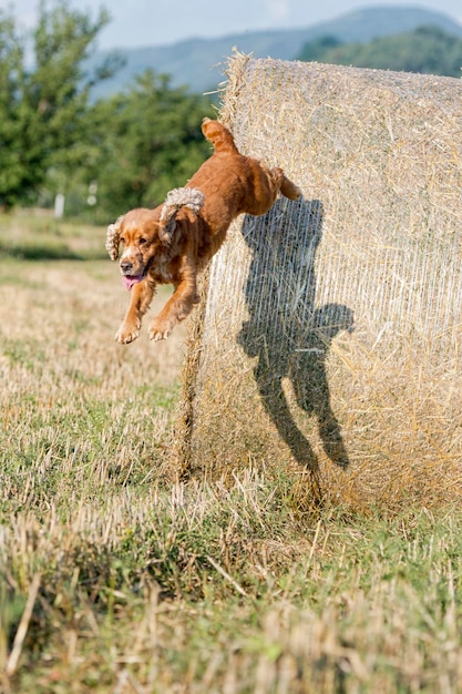 Chien chiot cocker sautant du champ de blé mature et vous regarde