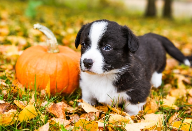 Chien chiot Corgi avec une citrouille sur un fond d'automne