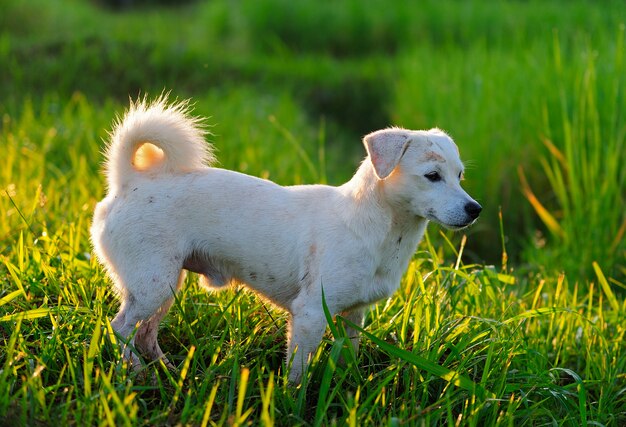 Chien chiot, dans, pré vert, herbe