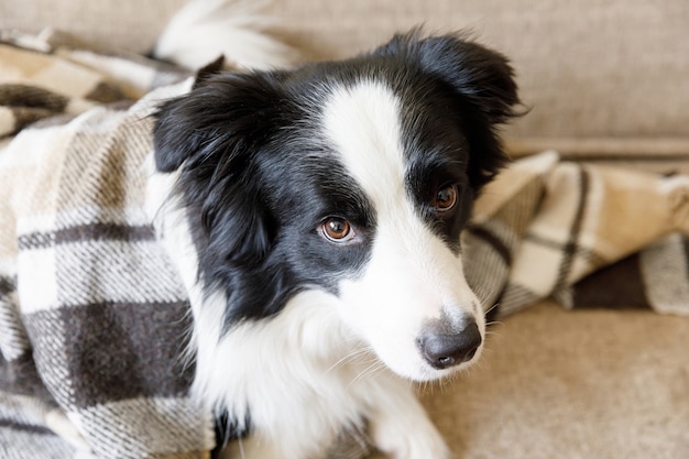 Chien chiot drôle border collie allongé sur un canapé sous un plaid à l'intérieur