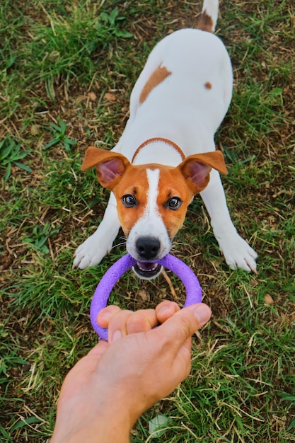 Chien chiot drôle jack russell terrier tenant un jouet anneau extracteur violet