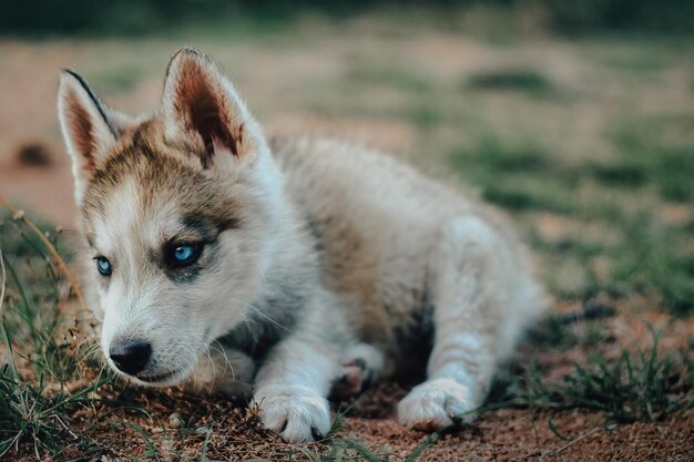 Photo chien chiot husky