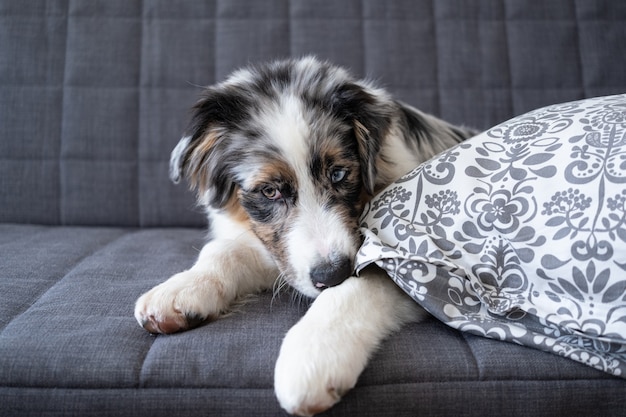 Chien chiot mignon berger australien bleu merle. Oreiller ronger. Chiot coquin drôle. Mauvaise habitude, comportement problématique de l'animal domestique ou de l'animal domestique.