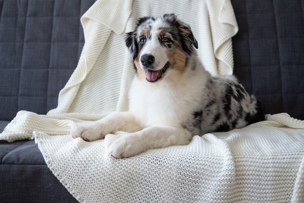 Chien chiot mignon berger australien bleu merle. Yeux de différentes couleurs. sous un plaid blanc. L'animal se réchauffe sous une couverture par temps froid en hiver. Concept de soins pour animaux de compagnie.