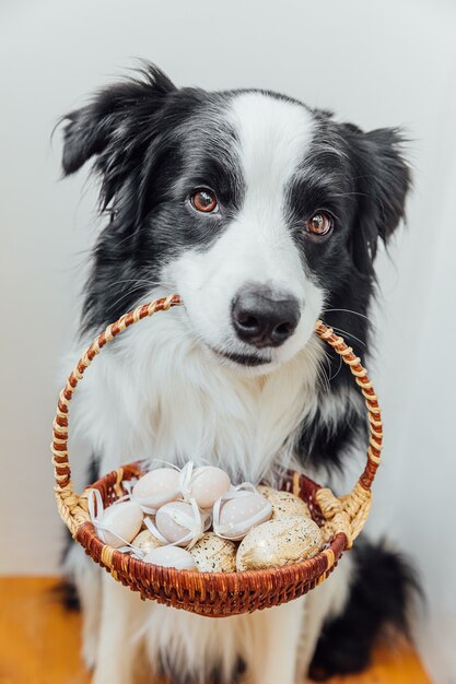 Chien chiot mignon border collie holding panier avec des oeufs colorés de Pâques dans la bouche sur fond blanc à l'intérieur de la maison