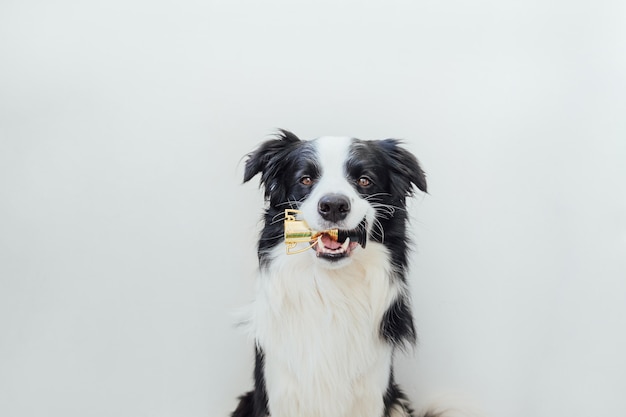 Chien chiot mignon border collie tenant la coupe du trophée champion miniature dans la bouche isolé sur blanc