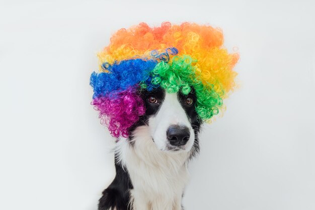 Chien Chiot Mignon Avec Drôle De Visage Border Collie Portant Perruque De Clown Bouclés Colorés Isolé Sur Blanc