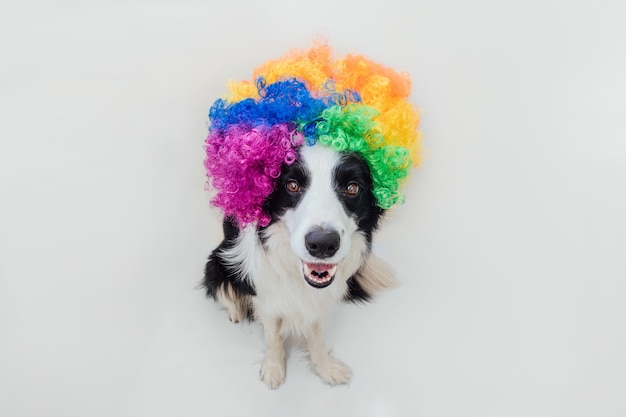 Chien chiot mignon avec drôle de visage border collie portant perruque de clown bouclés colorés isolé sur blanc