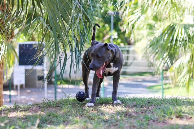 Chien chiot pit-bull jouant et s'amusant dans le parc. Mise au point sélective.