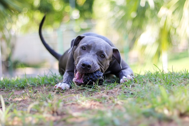 Chien chiot pit-bull jouant et s'amusant dans le parc. Mise au point sélective.