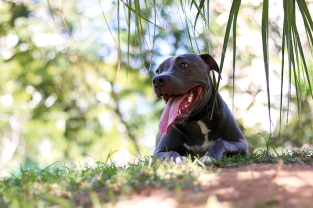 Chien chiot pit-bull jouant et s'amusant dans le parc. Mise au point sélective.