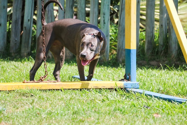 Photo chien chiot pit-bull jouant et s'amusant dans le parc. mise au point sélective.