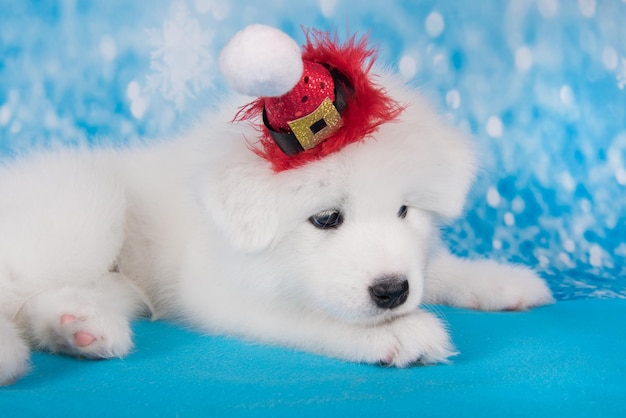 Chien chiot Samoyède drôle blanc en chapeau de père Noël rouge