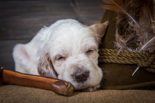 Chien chiot setter anglais avec couteau et un chapeau