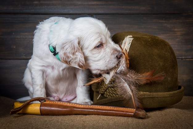 Chien chiot setter anglais avec couteau et un chapeau