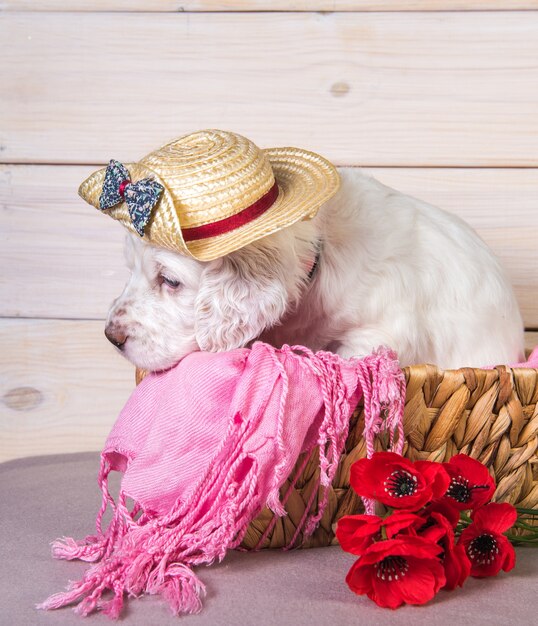 Chien chiot setter anglais dans un chapeau de paille dans un panier en bois avec des fleurs de coquelicots.