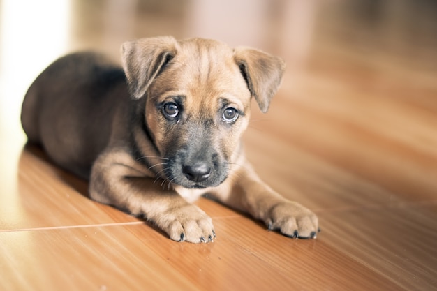 un chien chiot triste sur le sol