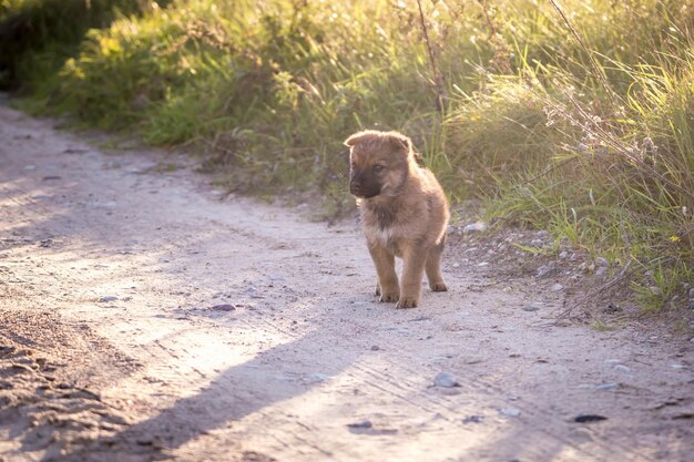 Le chien de chiots sans abri s'assied sur la route de gravier