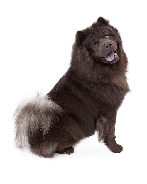 Chien Chow Chow assis