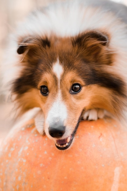 Un chien sur une citrouille