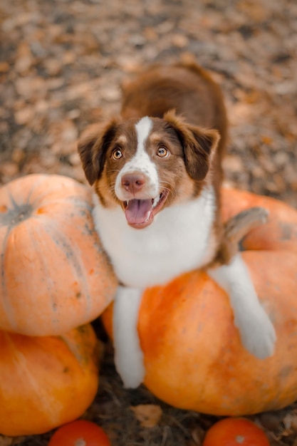 Chien avec des citrouilles dans la forêt. La race de chien de berger américain miniature. Halloween et Thanksgiving