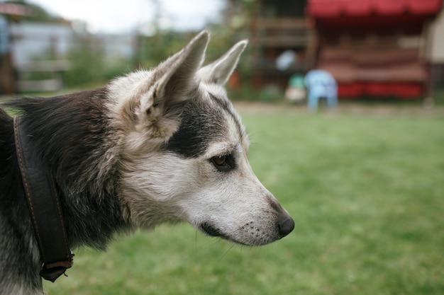 Le chien close up portrait de profil