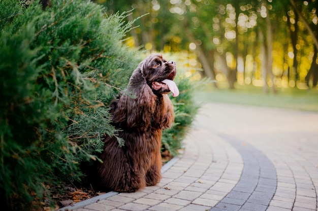 Chien Cocker Spaniel anglais au parc. Beau chien sur l'herbe verte.