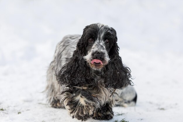 Photo chien cocker spaniel anglais dans la neige hiver