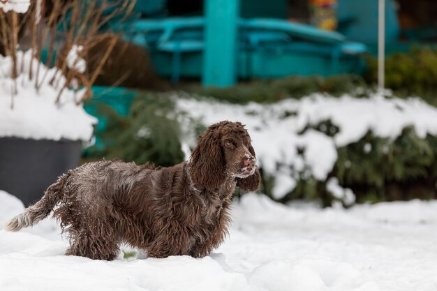 Photo chien cocker spaniel anglais dans la neige hiver