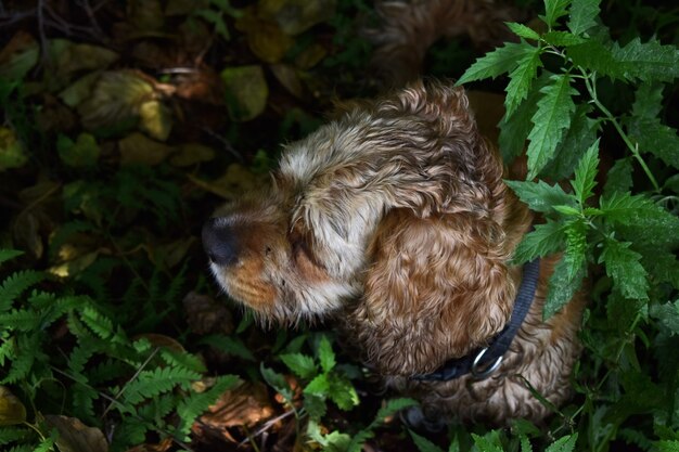 Chien Cocker Spaniel est assis dans l'herbe