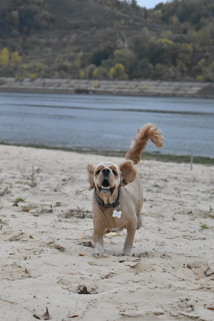 Chien Cocker Spaniel longe la plage