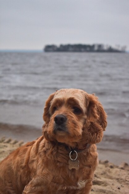 Chien Cocker Spaniel marche sur la rive du fleuve