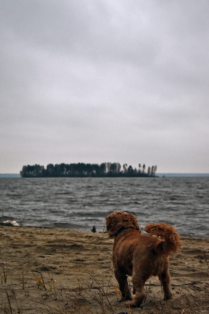 Chien Cocker Spaniel marche sur la rive du fleuve