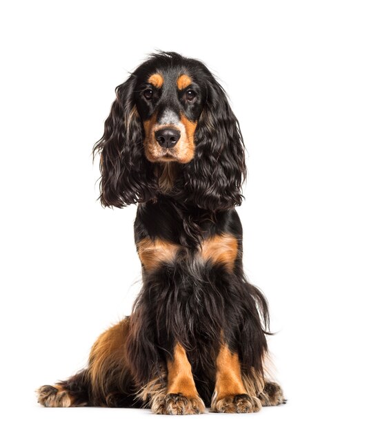 Chien Cocker Spaniel mignon