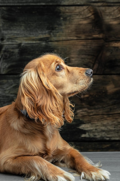 Chien Cocker Spaniel regardant sur le côté sur une place d'image verticale de fond sombre pour le texte