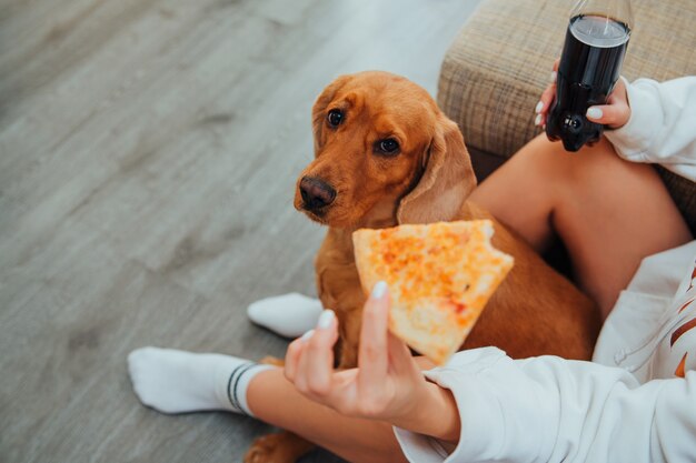 Chien Cocker Spaniel regarde la pizza avec des yeux tristes