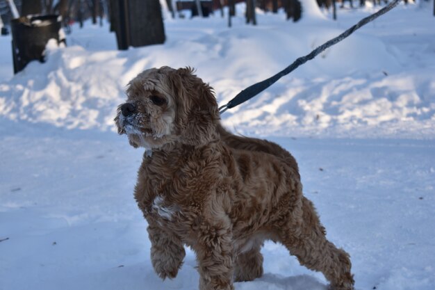 Chien Cocker Spaniel se promène dans la neige