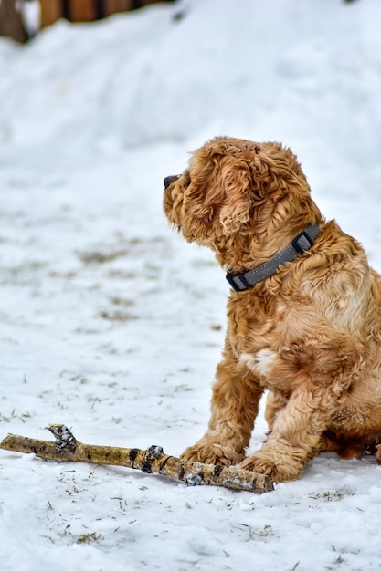 Chien Cocker Spaniel à Winter Park