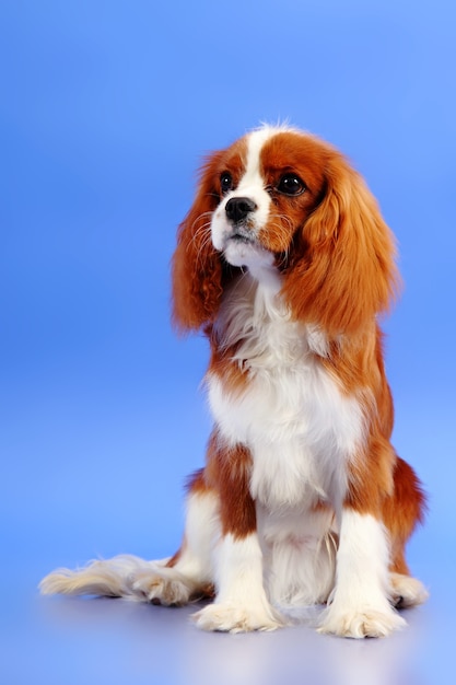 Chien Cocker Spaniel