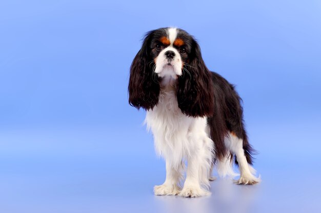 Chien Cocker Spaniel