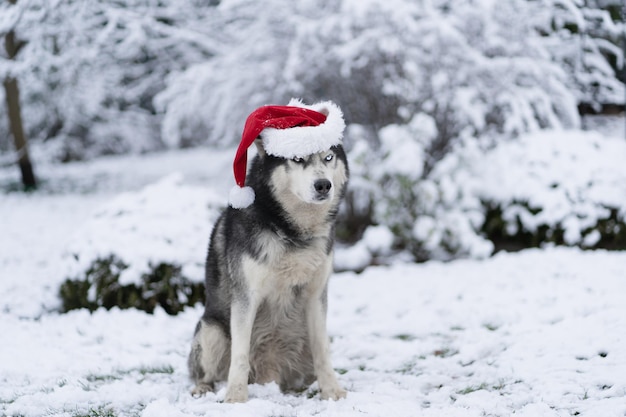 Un chien coiffé d'un bonnet de noel est assis dans la neige.