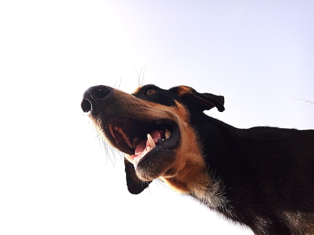 Photo un chien en colère