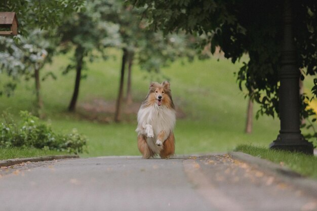 Un chien colley court sur une route dans un parc.