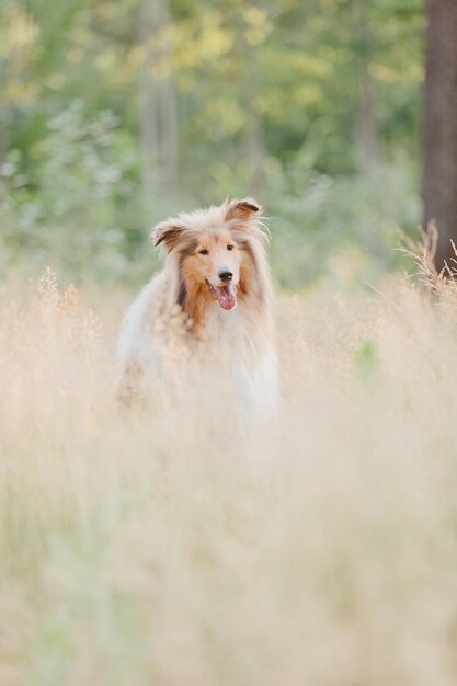 Un chien colley dans un champ