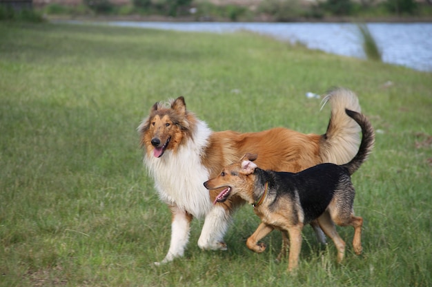 chien collie sur sa plage