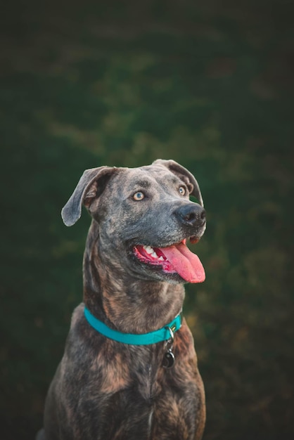 Photo un chien avec un collier bleu et une langue rose regarde la caméra.