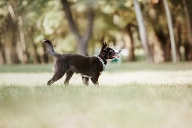 Un chien avec un collier bleu se promène dans un champ.