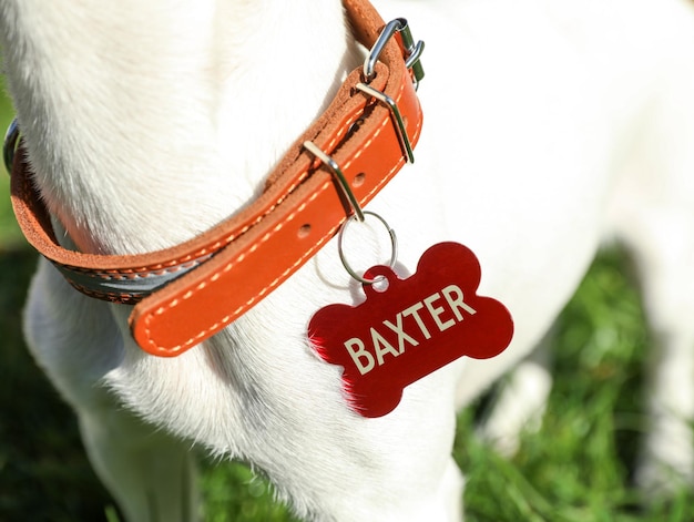 Chien en collier avec étiquette métallique sur l'herbe verte à l'extérieur libre