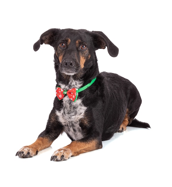 Chien avec un collier de Noël isolé sur fond blanc